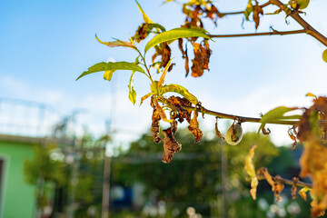 A dead branch and withered leaves on a fruit tree, close-up. Outdoor. The concept of garden pests...