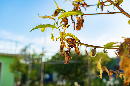 A dead branch and withered leaves on a fruit tree, close-up. Outdoor. The concept of garden pests and droughts