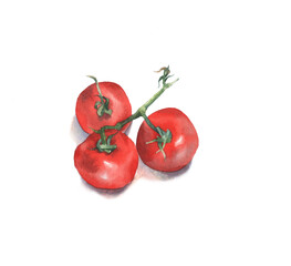 Botanical art. Watercolor painting of tomatoes
