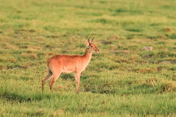 Naklejka na ściany i meble Redunca Nagor redunca redunca Cobe Antilope Afrique Kenya