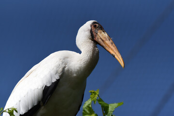 Marabu