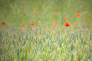 Samotny Czerwony Mak  W Śród Chabrów