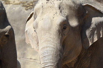 Nahaufnahme von Elefanten, Details