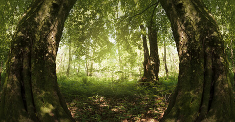 green forest landscape, wide angle view of trees