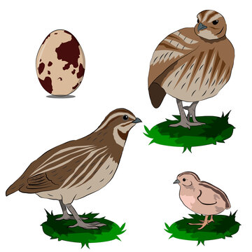 quails