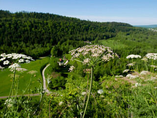 vista bucolica di fiore in primo piano sullo sfondo stumato delle colline verdi