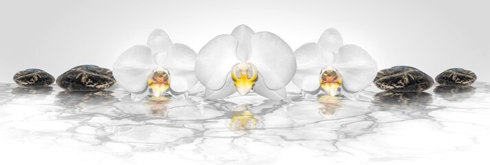 Orchids and zen stones on water with soft background