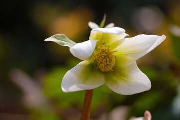 View of a young white blooming flower in the summer park.