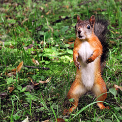 Fototapeta premium squirrel in the park