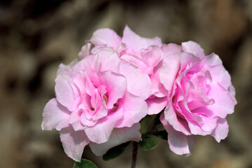 Mollis Azalea (Rhododendron x mollis) in park