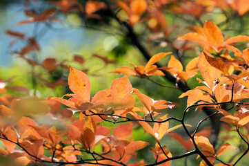 色づく広葉樹の葉　紅葉　11月