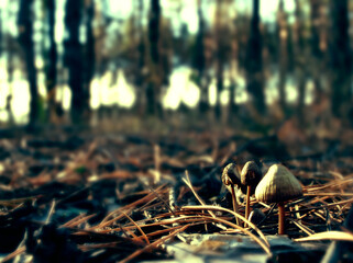 mushroom in the forest