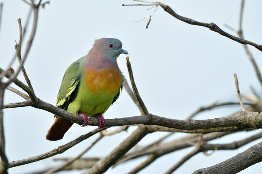 colorful bird with pink face orange chest green wings and red eyes perching on dried branch over bright backgound, pink-necked green pegion