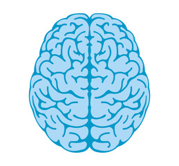 Vector illustration of human brain ( View from above )