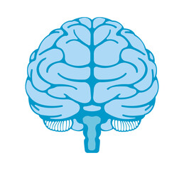 Vector illustration of human brain ( front view)