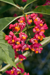 European Spindle (Euonymus europaea) in park, Moscow region, Russia