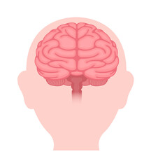 Vector illustration of human brain ( front view)