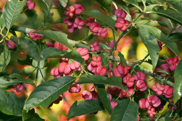 European Spindle (Euonymus europaea) in park, Moscow region, Russia