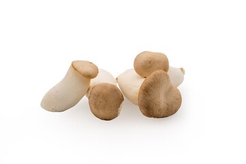 Eringi Mushroom isolated on white background.
