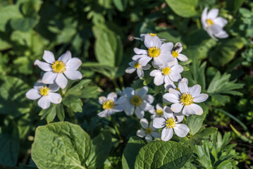 Narcissus-flowered Anemone (Anemonastrum narcissiflorum) at Chowiet Island, Semidi Islands, Alaska, USA