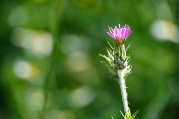 flower of a thistle