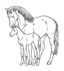 Mare with the foal. Coloring page with horses. Digital drawing with horse. Template for children to paint. © Lunstream