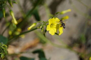 bee on a flower