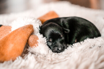 sleeping black puppy