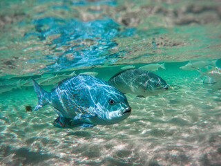 Blauer Fisch im Wasser