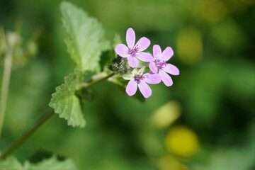 bee on flower