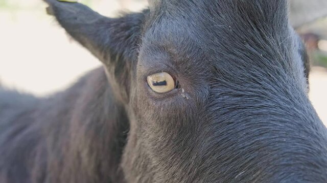Goat eye closeup, farm animal on sunny day. Animal detail.
