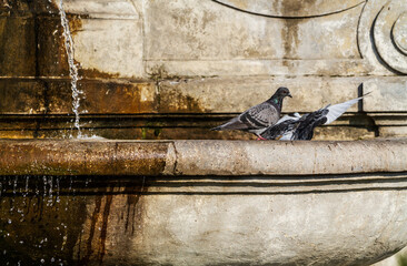 Pigeons near the fountain on a hot summer day