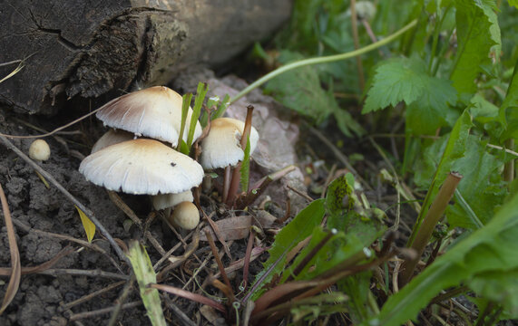 Closeup shot of psathyrella candolleana mushrooms on the forest ground