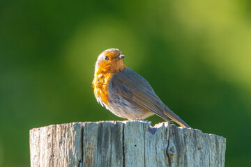 robin on a fence