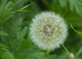 Closeup shot of a white dandelion against a green background - great for wallpaper