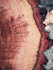 Log Stacks in Forest for Wood Log Industry