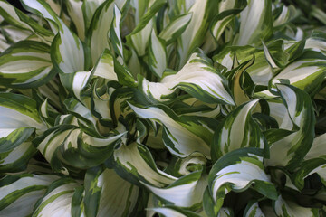 green variegated leaves hosts close up top view