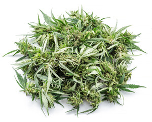 Raceme tops of cannabis plant isolated on white background. Close up.