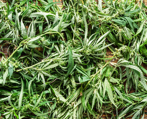 Raceme tops of cannabis plant on wooden background. Top view.