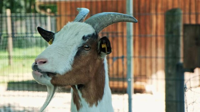 Goat head closeup, farm animal on sunny day. Animal detail.
