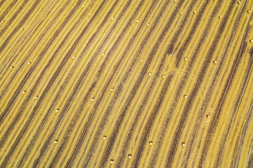 Aerial view of harvested wheat field. Haystacks lay upon the agricultural field.