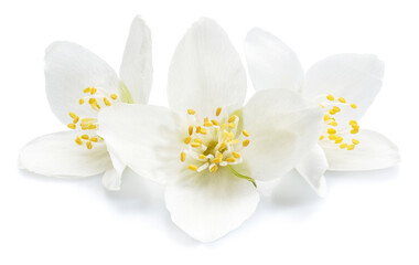 Obraz premium Blooming jasmine flowers isolated on white background.