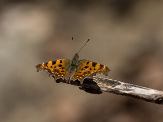 C-Falter auf trockenem Ast