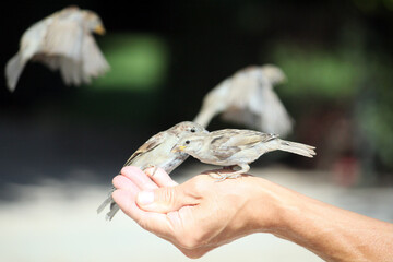 pájaros gorriones congelados en pleno vuelo posándose en una mano para comer