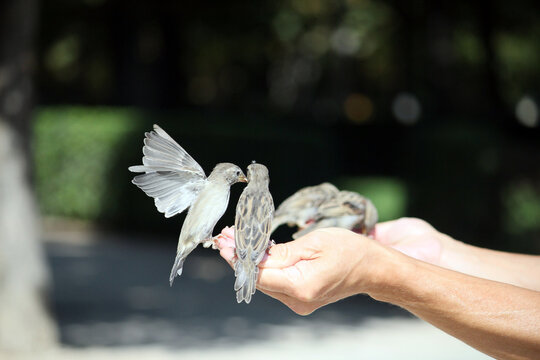 p&aacute;jaros gorriones congelados en pleno vuelo pos&aacute;ndose en una mano para comer