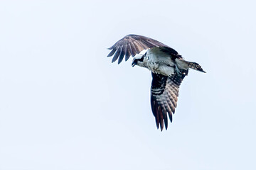 Fototapeta premium Osprey