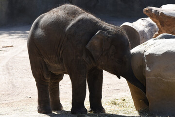 Obraz premium Nahaufnahme von Elefanten, Details