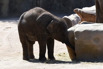 Obraz premium Nahaufnahme von Elefanten, Details