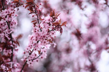 Branches of fruit tree blossoming pink flowers. Spring flowering garden fruit tree
