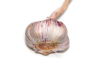 Garlic close up isolated on white background.